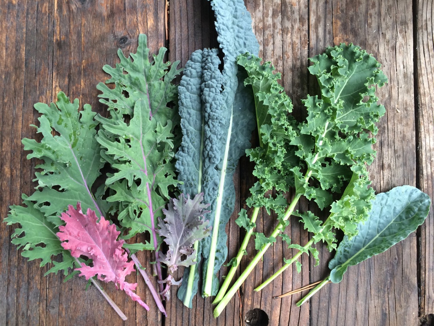  indoor kale